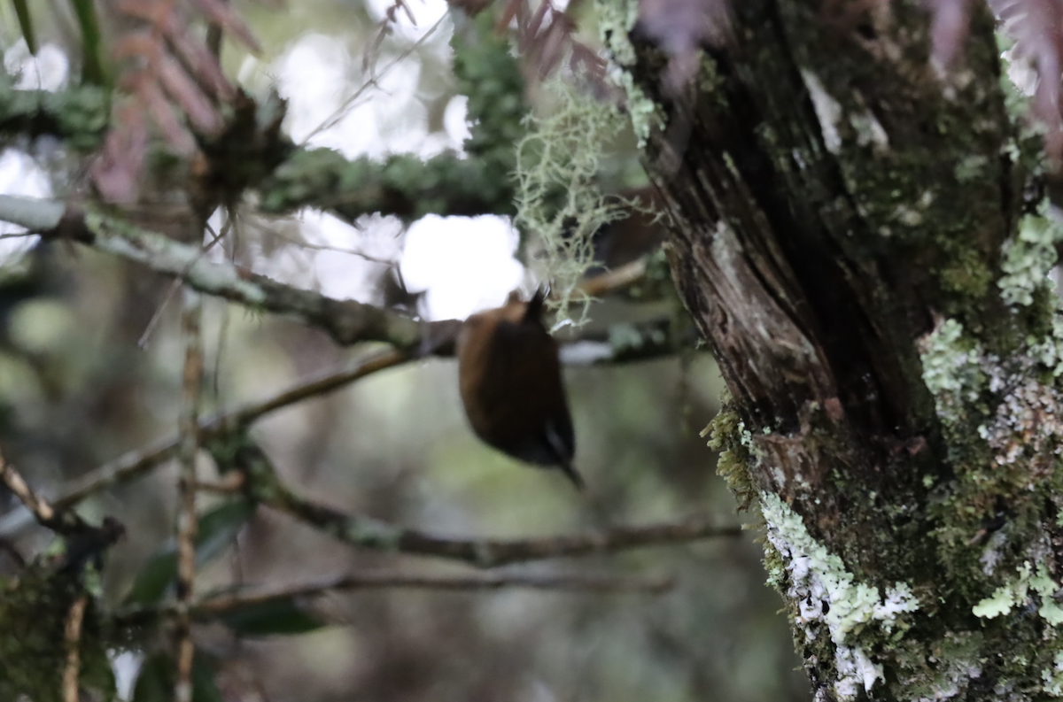 Hermit Wood-Wren - ML621764065