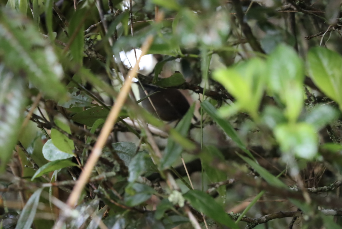 Hermit Wood-Wren - ML621764100