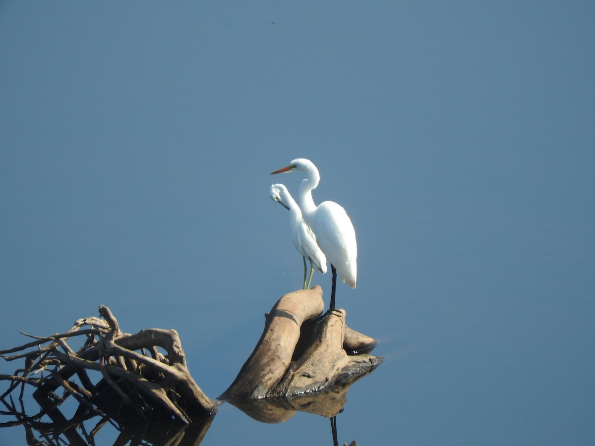 Great Egret - ML621764119