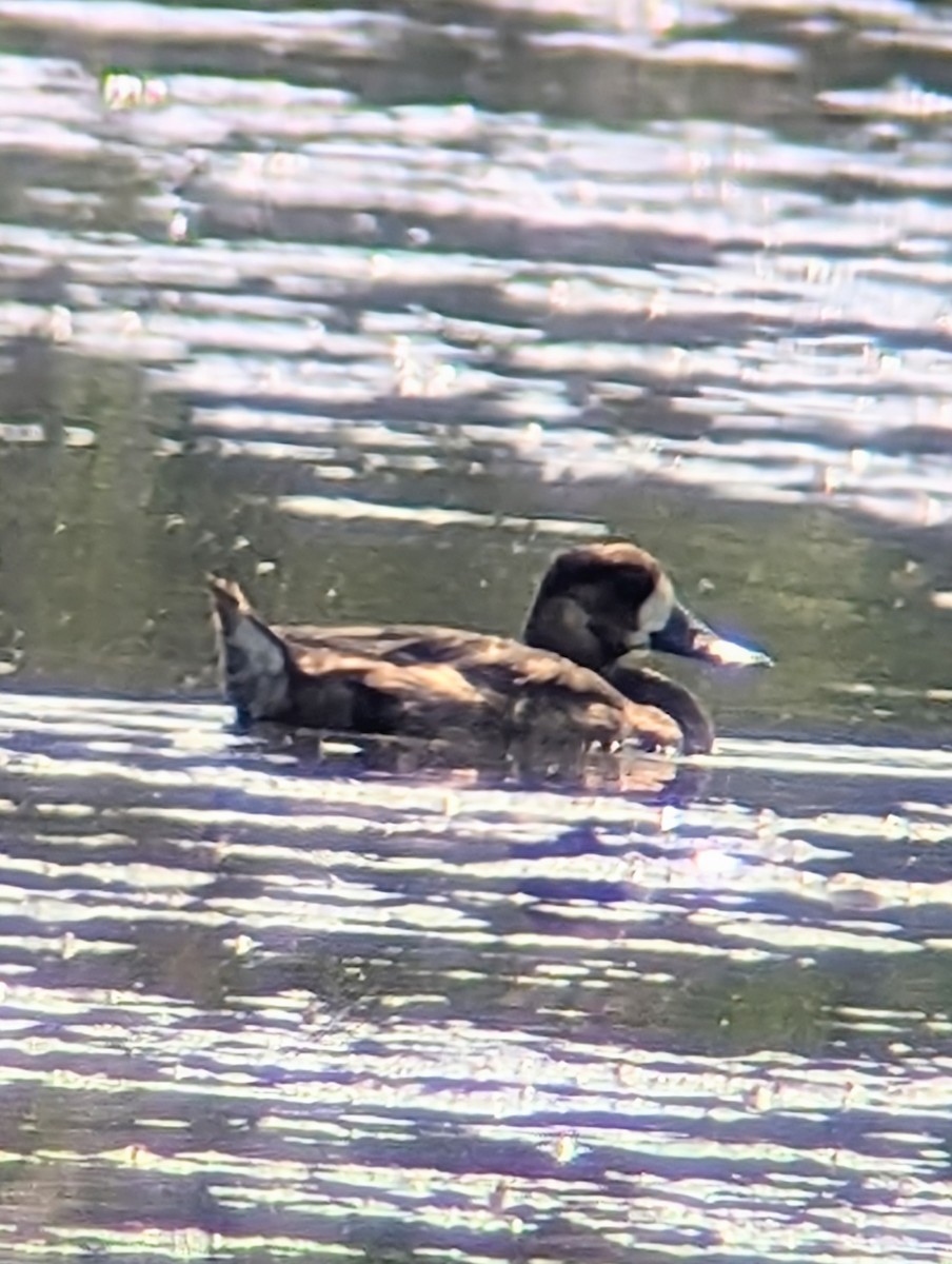 Greater Scaup - Phil Mills