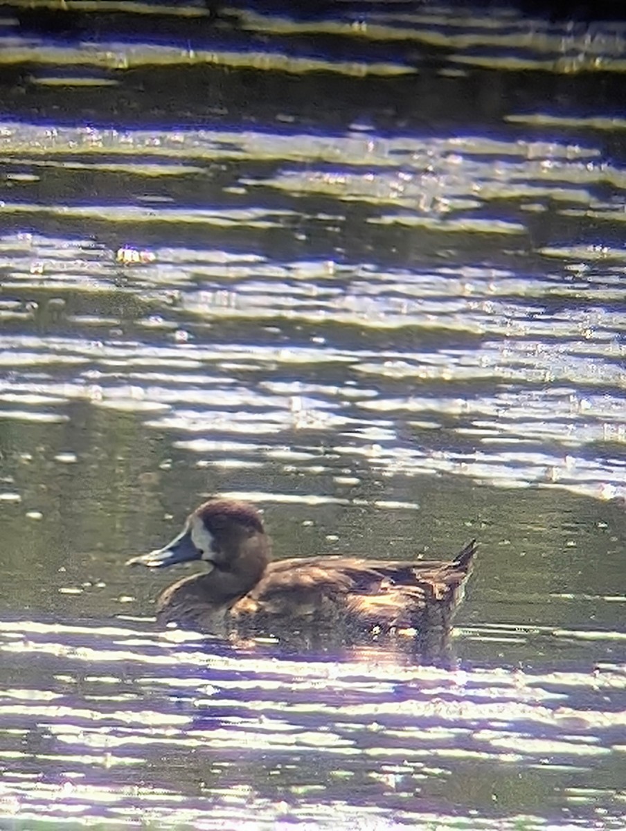 Greater Scaup - ML621764141