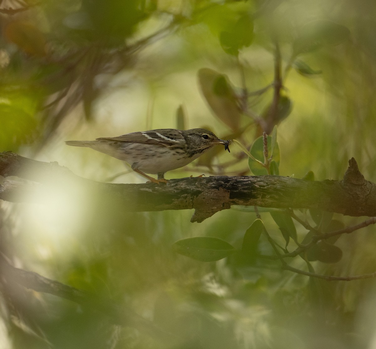 Blackpoll Warbler - ML621764184