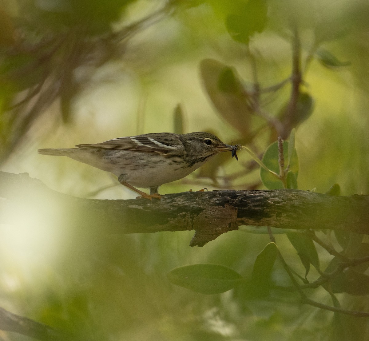 Blackpoll Warbler - ML621764185