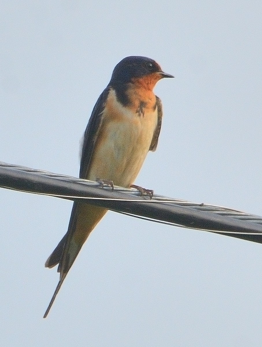 Barn Swallow - ML621764194