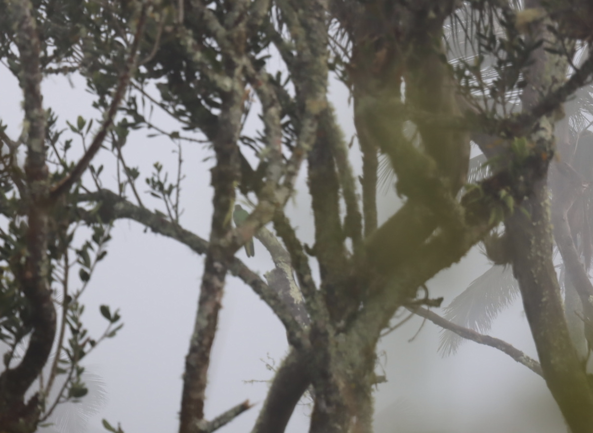 White-tipped Quetzal - ML621764226