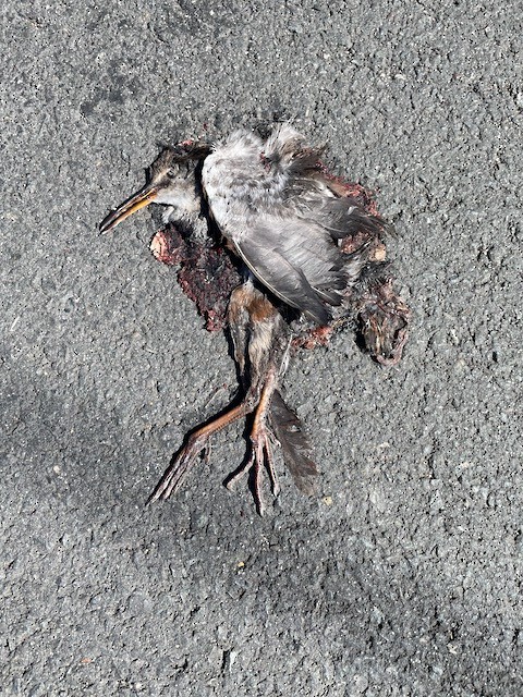 Virginia Rail - ML621764347