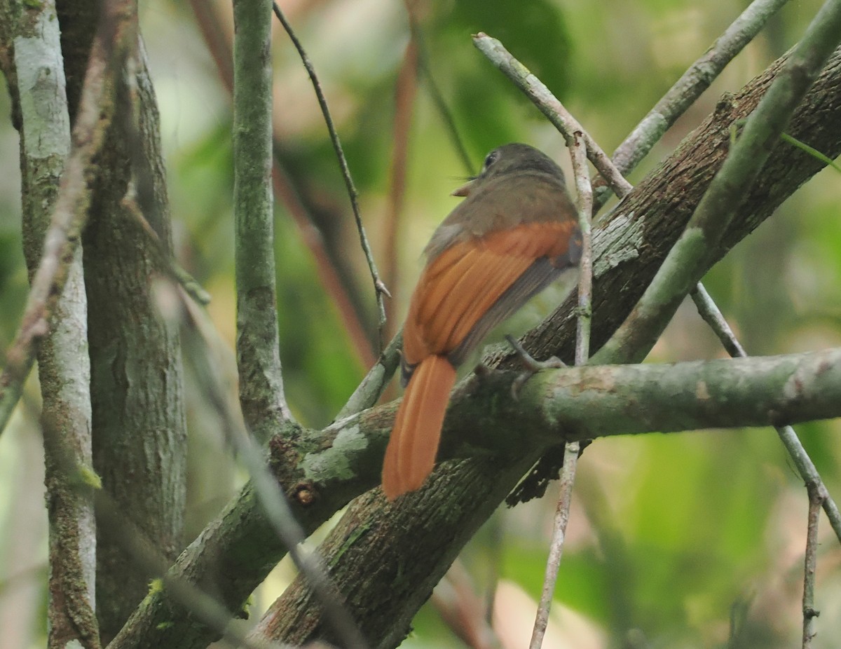 Rufous-winged Philentoma - ML621764406