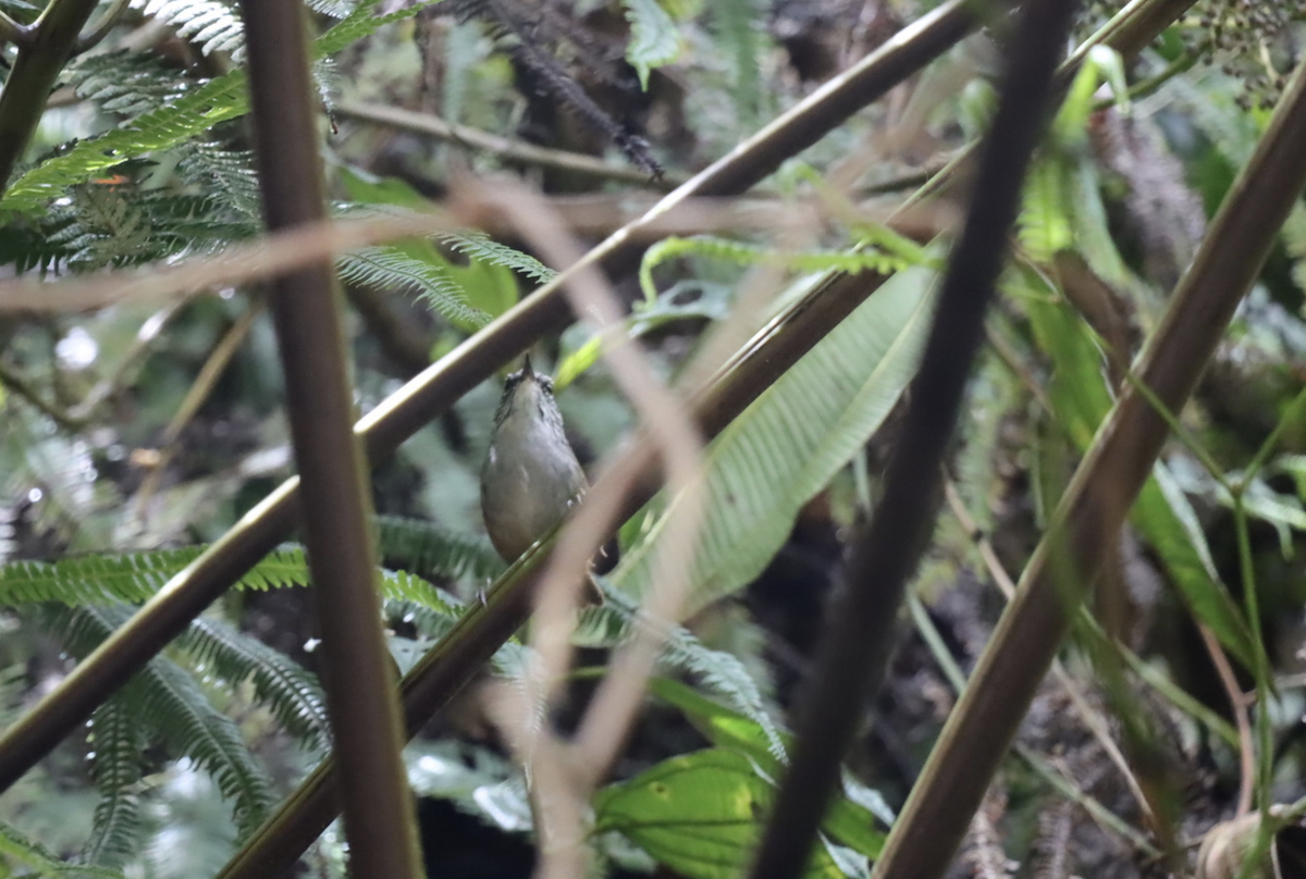 Hermit Wood-Wren - ML621764426