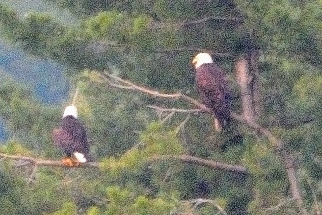 Bald Eagle - ML621764475