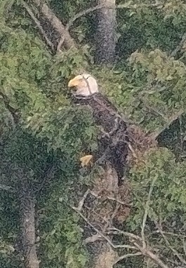 Bald Eagle - ML621764477