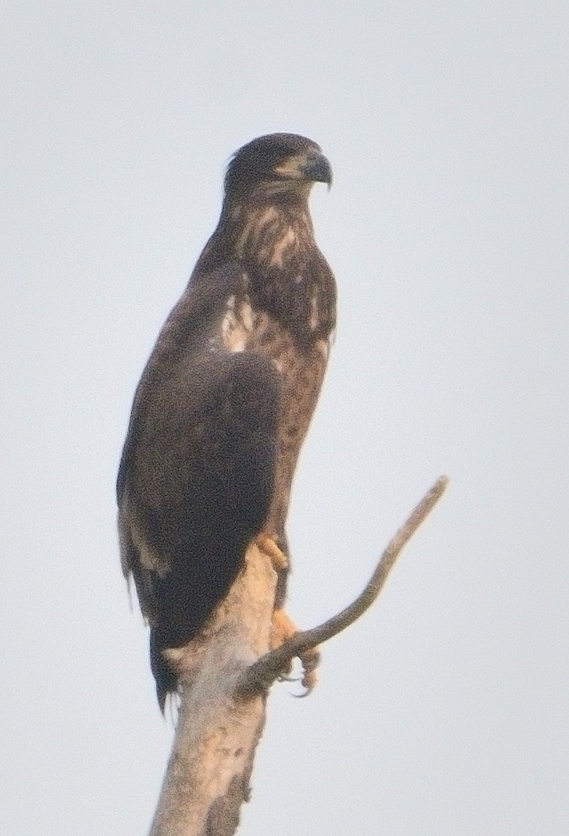 Bald Eagle - ML621764479