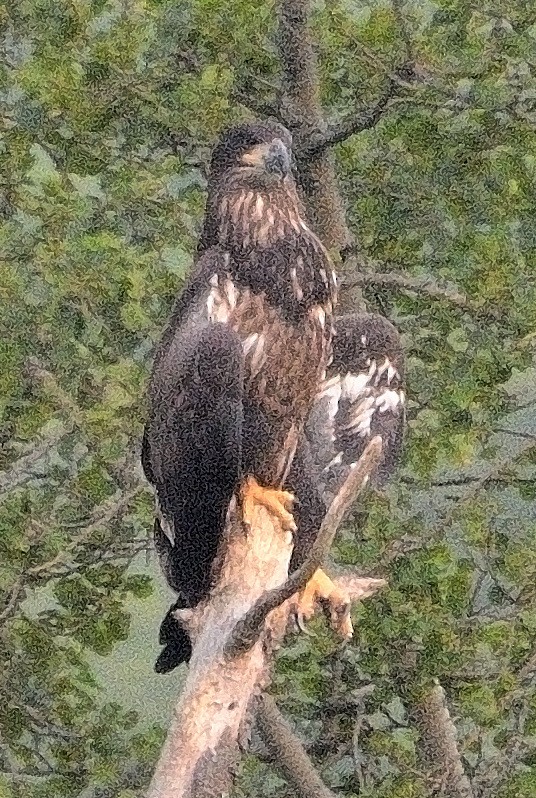 Bald Eagle - ML621764480