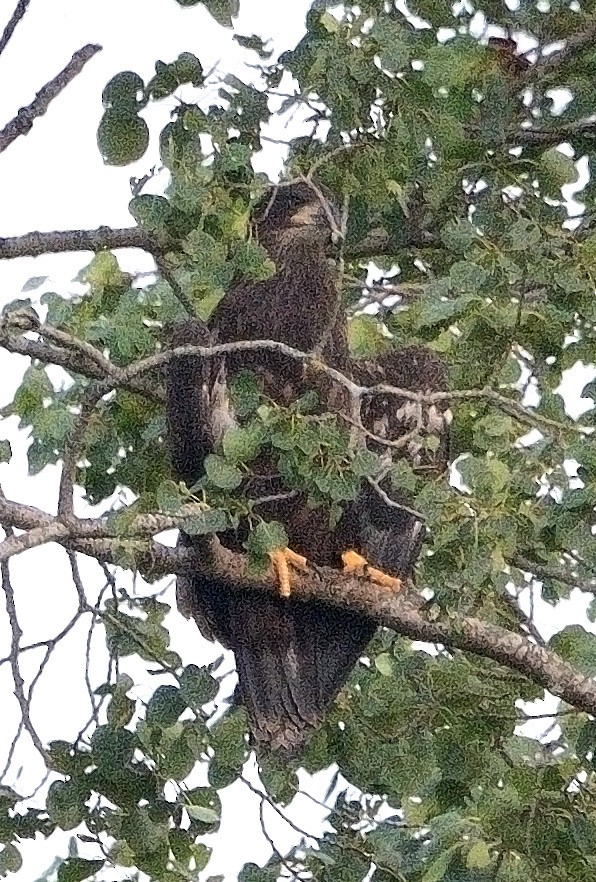 Bald Eagle - ML621764481