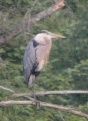 Great Blue Heron - ML621764514