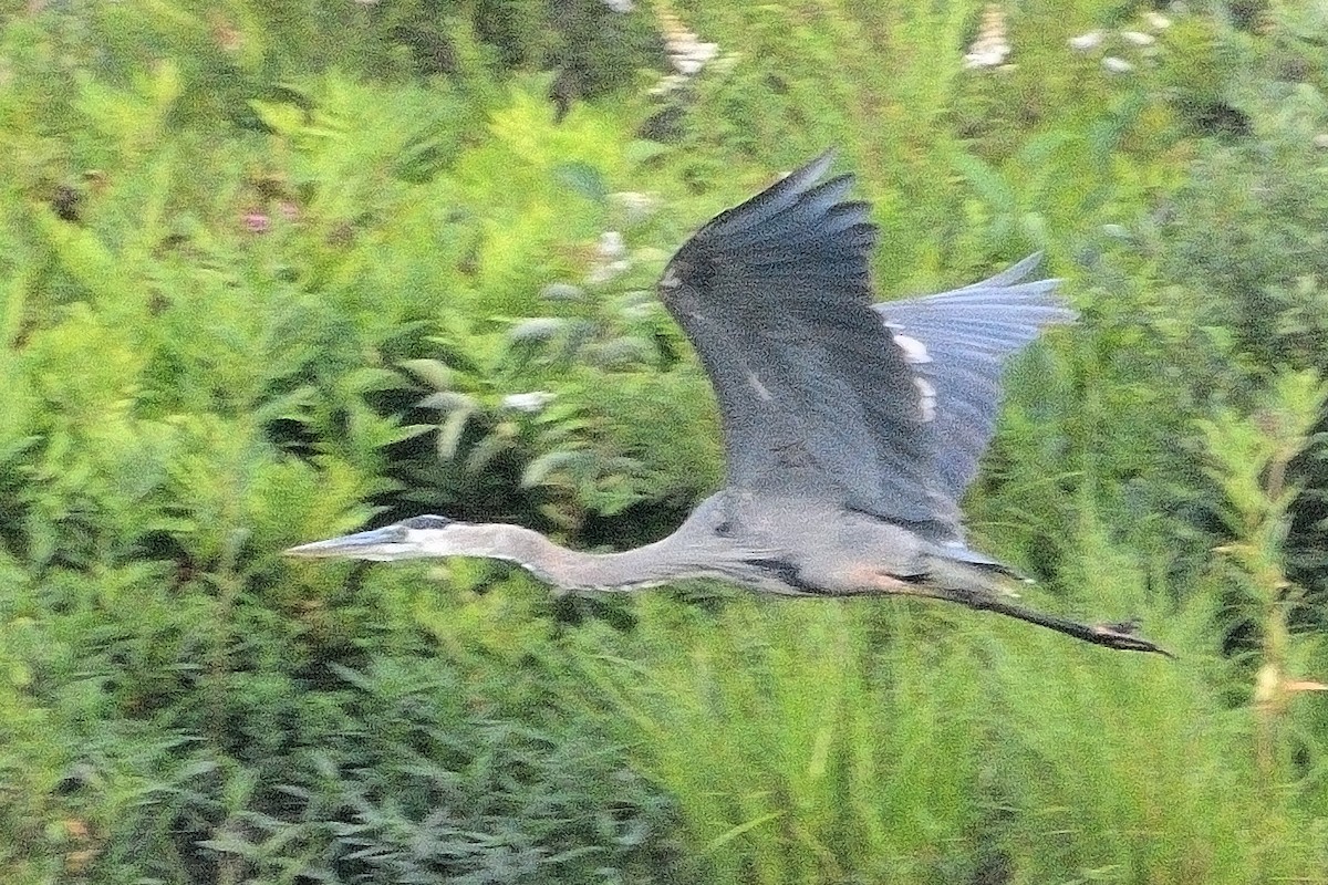 Great Blue Heron - ML621764515