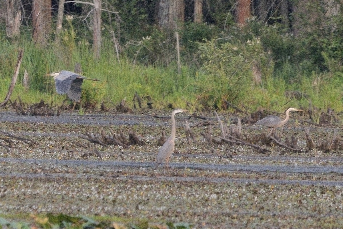 Great Blue Heron - ML621764516