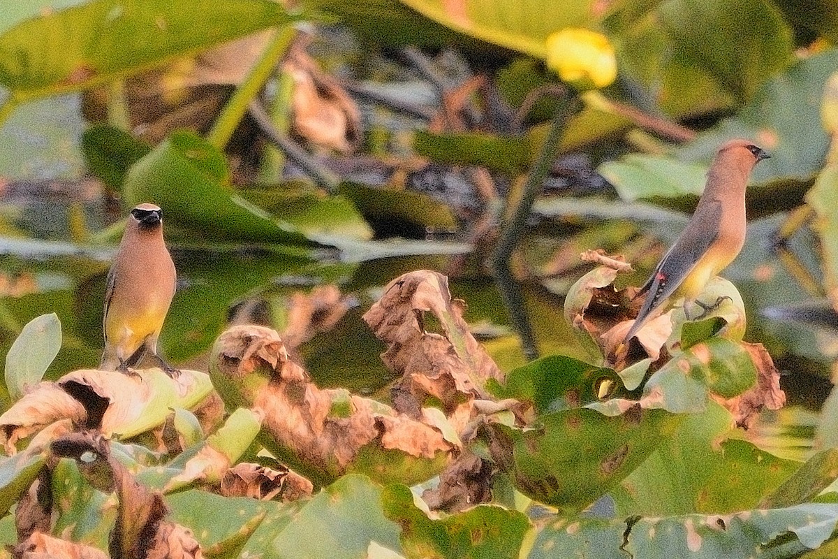 Cedar Waxwing - ML621764526