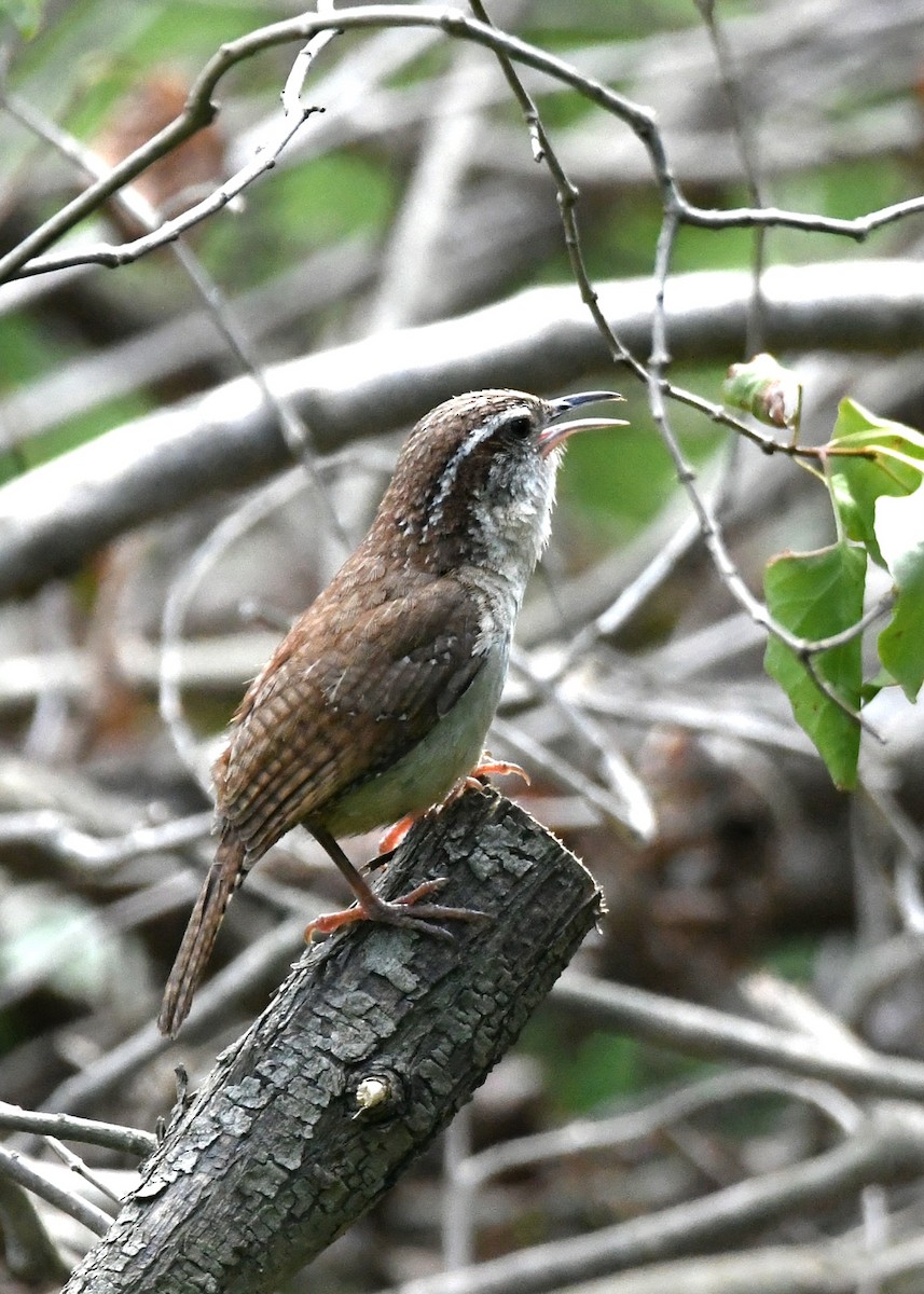 Carolina Wren - ML621764616