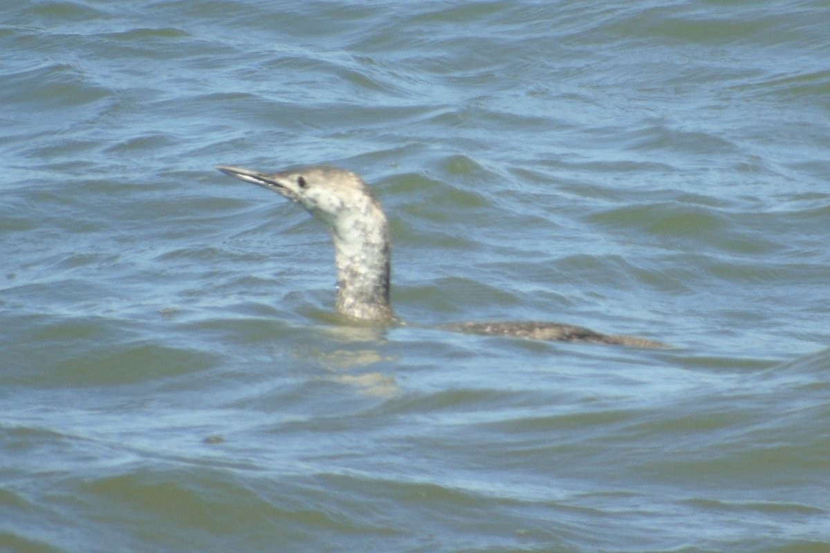 Red-throated Loon - ML621764718