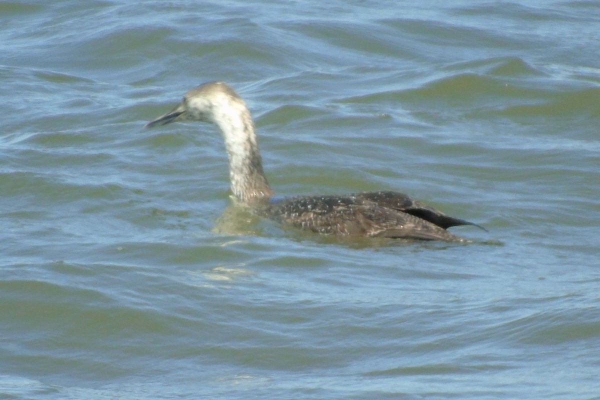 Red-throated Loon - ML621764719