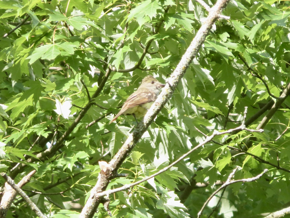 Great Crested Flycatcher - ML621764750