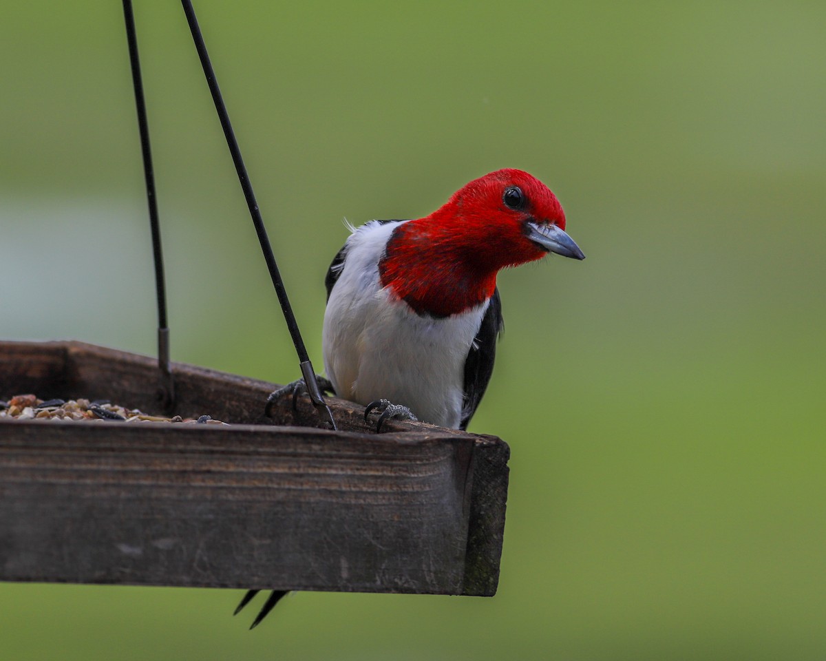 Red-headed Woodpecker - ML621765056