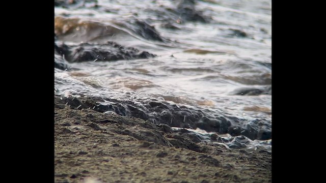 Bécasseau sanderling - ML621765083