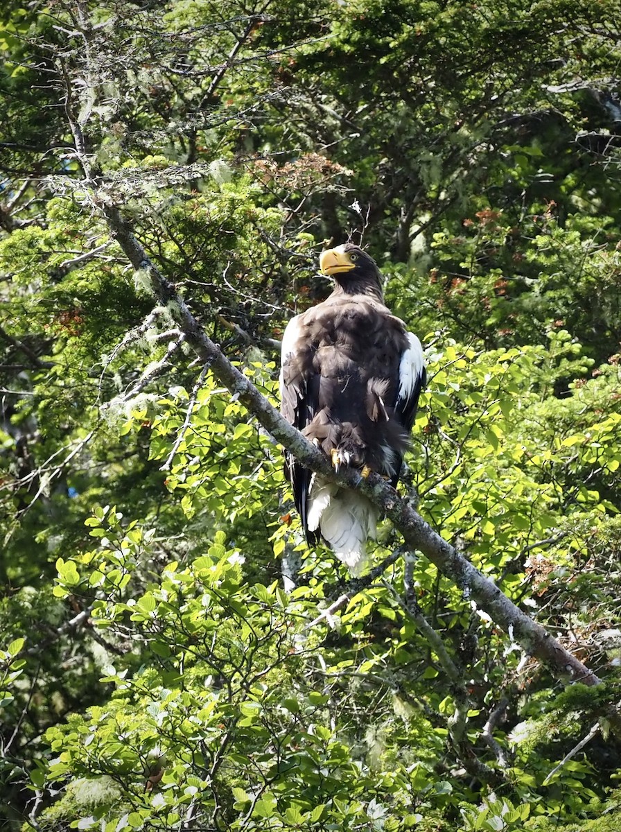 orel východní - ML621765090