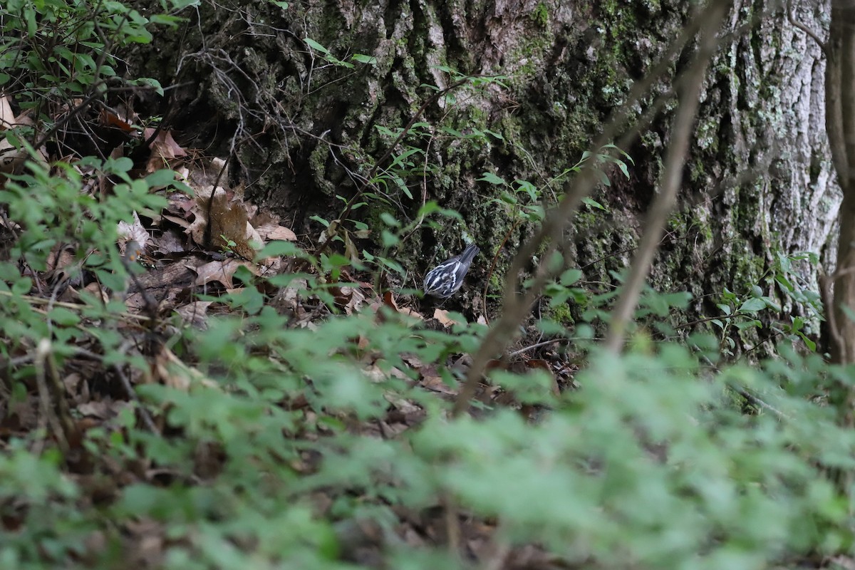 Black-and-white Warbler - ML621765157