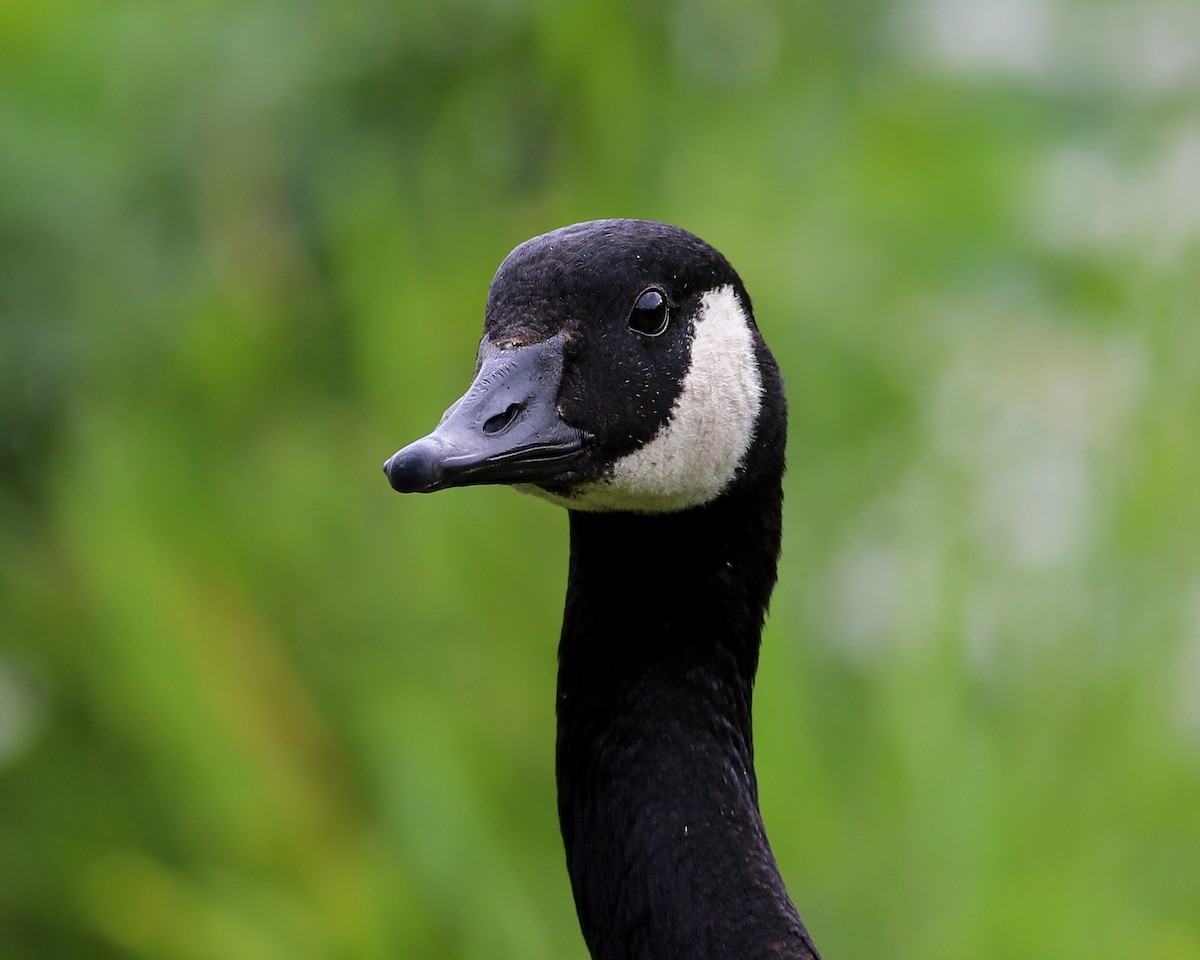 Canada Goose - ML621765166