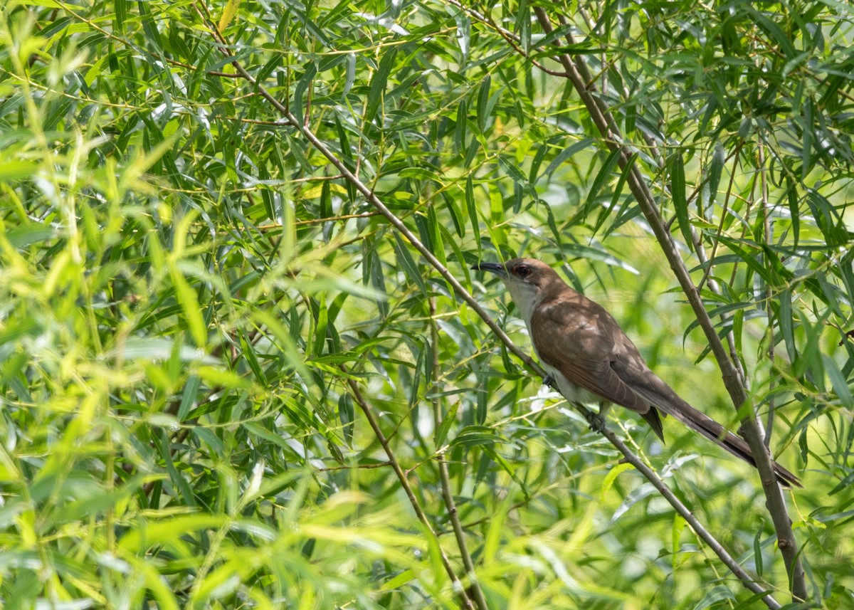 Black-billed Cuckoo - ML621765236