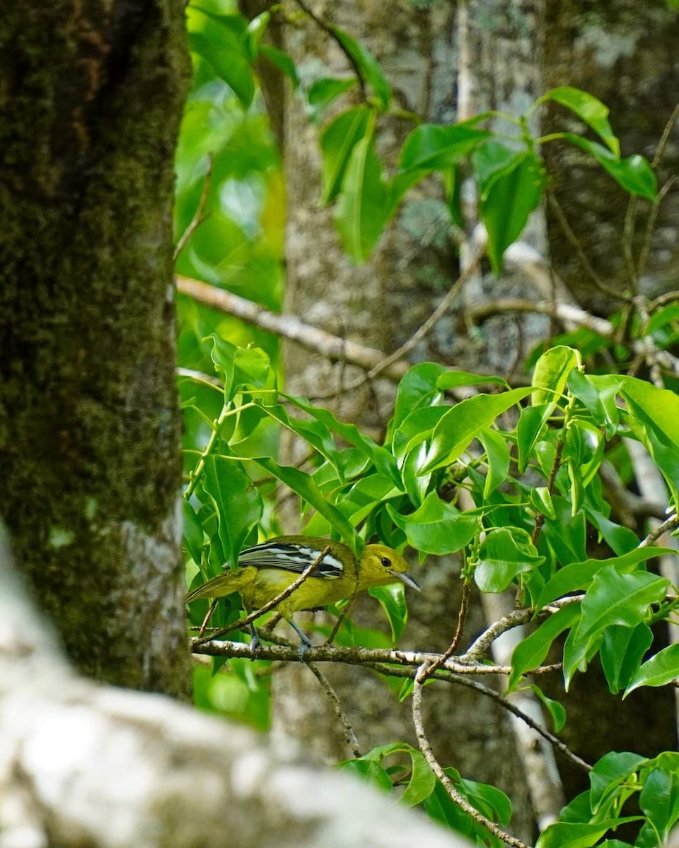 Common Iora - ML621765385