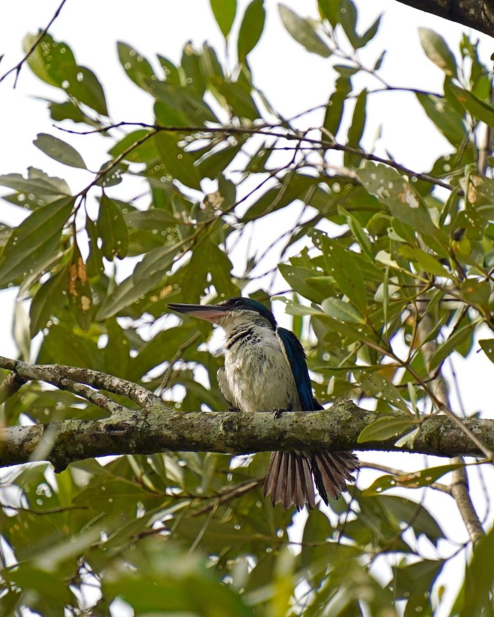 Collared Kingfisher - ML621765399