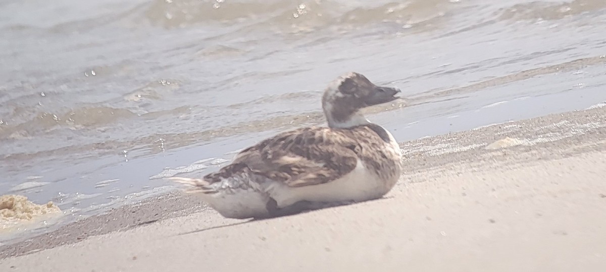 Long-tailed Duck - ML621765401