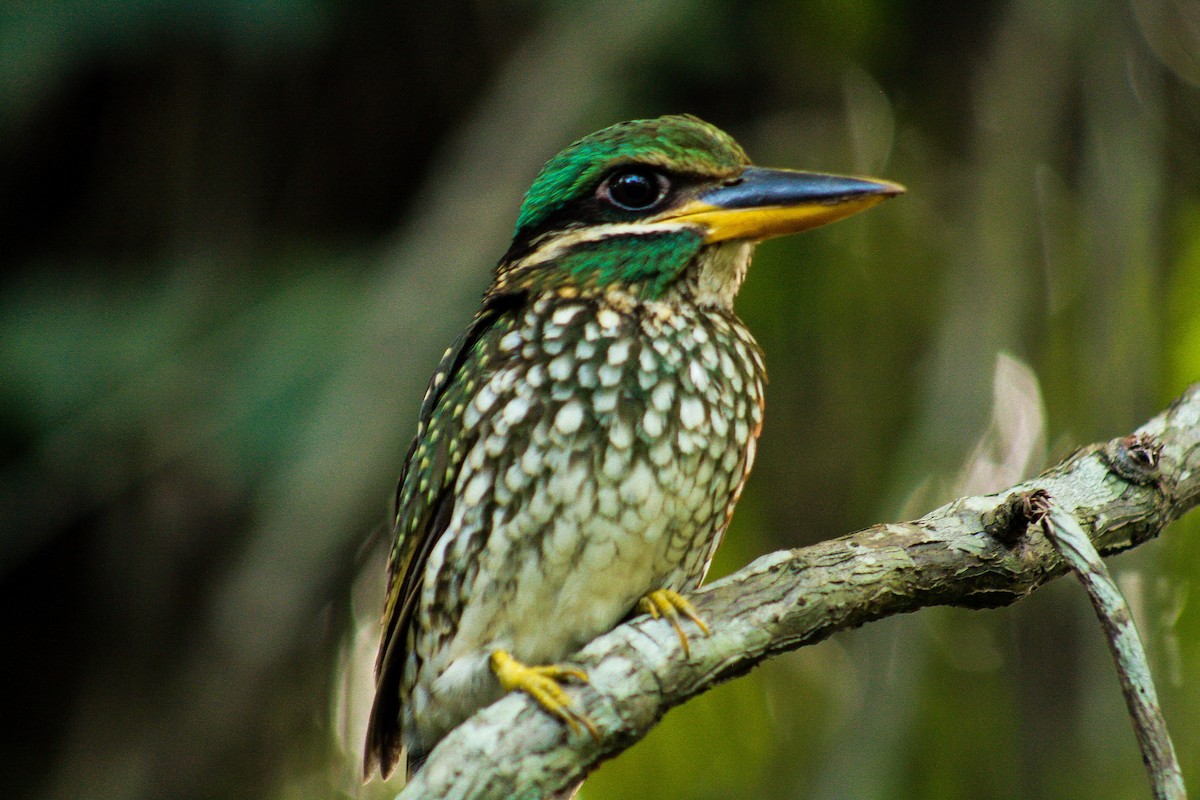 Spotted Kingfisher - ML62176541