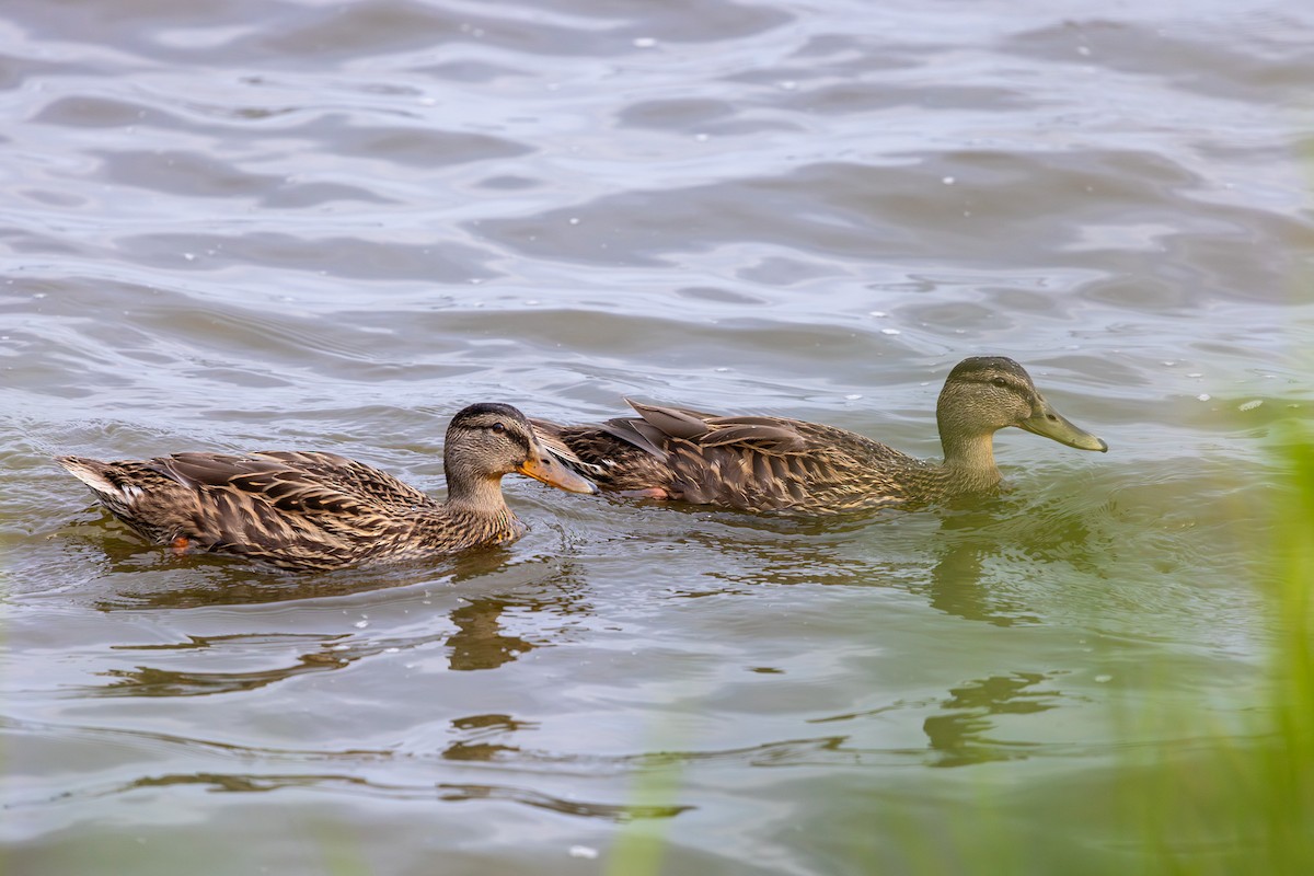 Mallard - Martin Gallagher