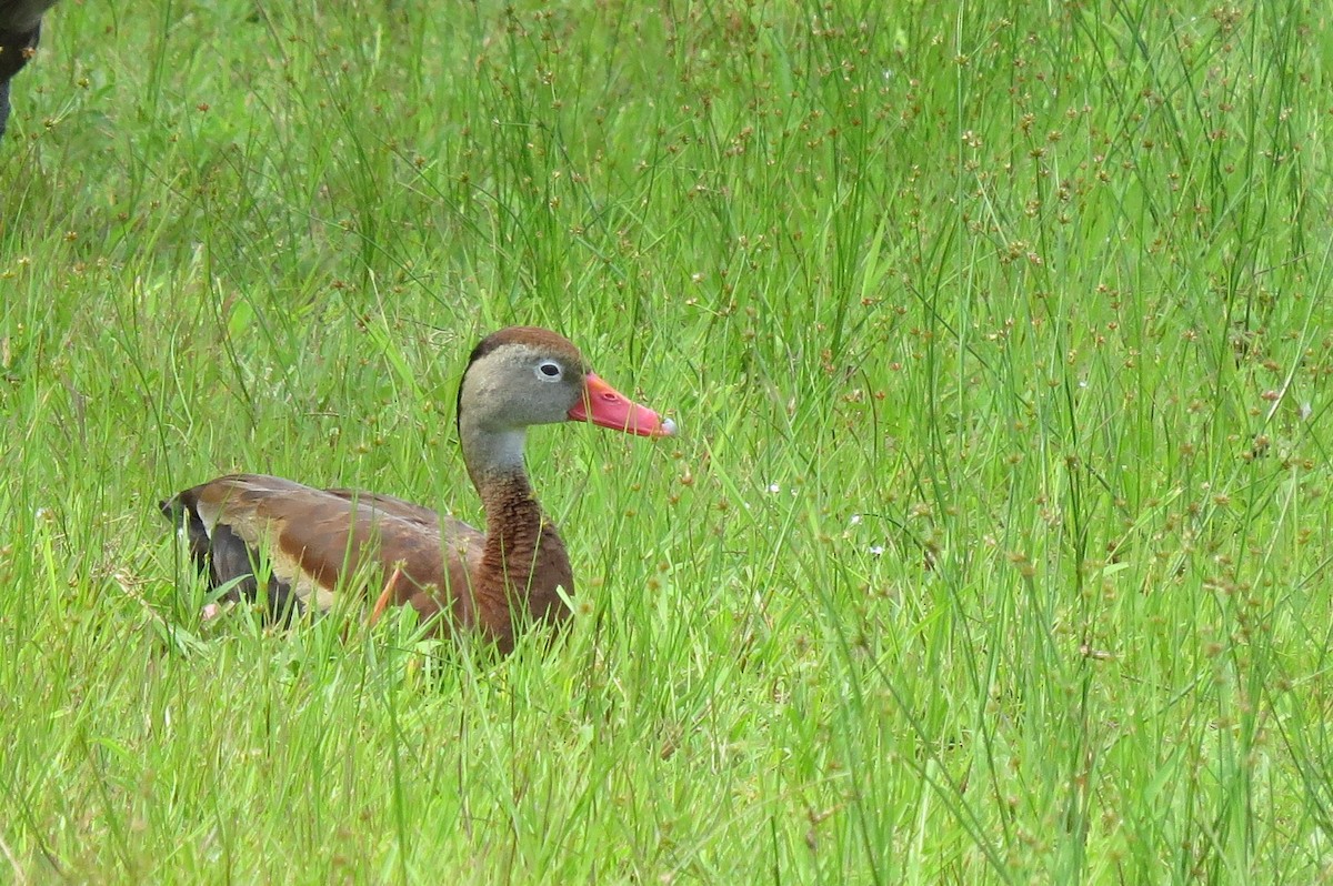 Black-bellied Whistling-Duck - ML621765642