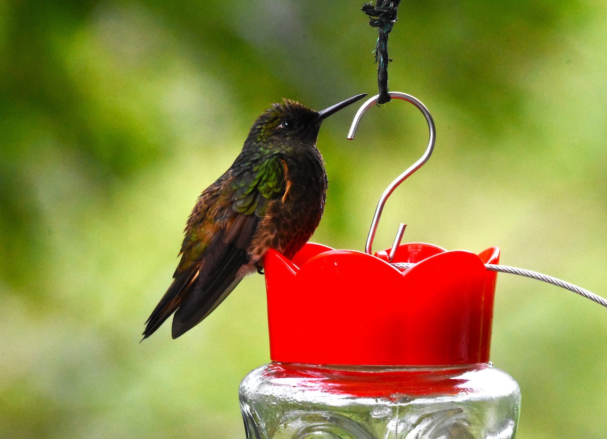 Buff-tailed Coronet - ML621765654