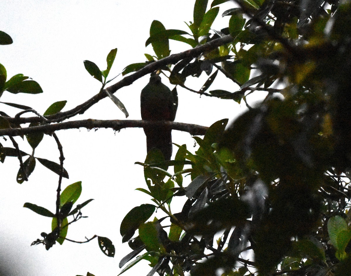 Golden-headed Quetzal - ML621765690