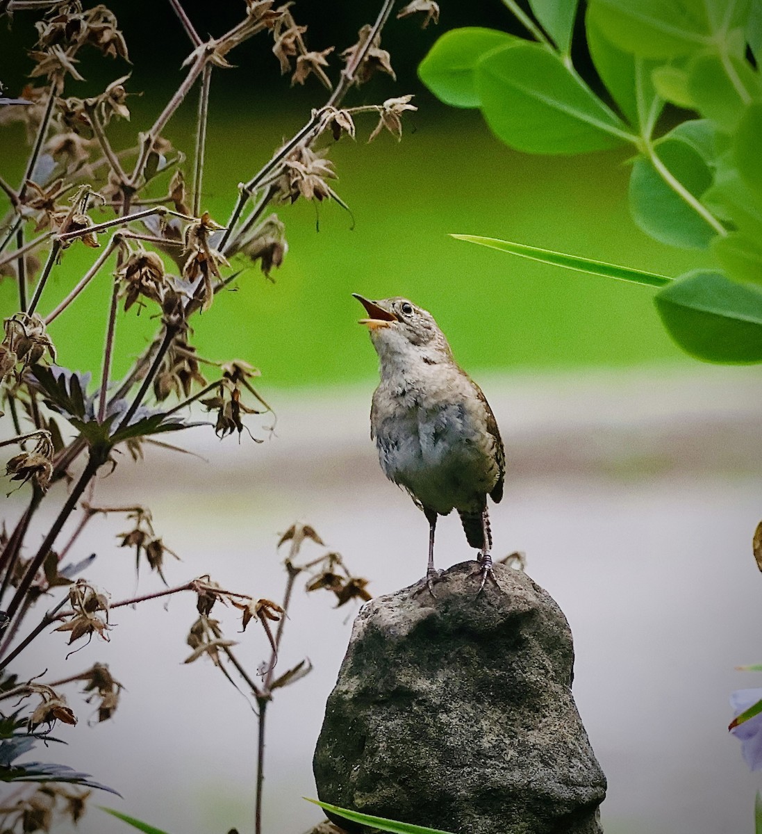 House Wren - ML621765747