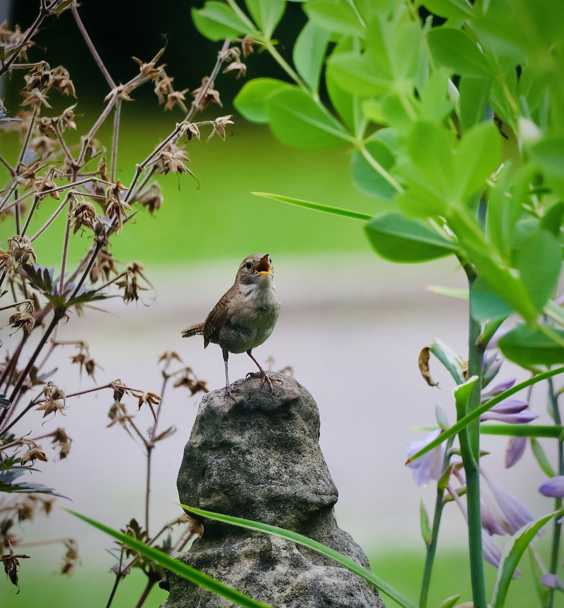 House Wren - ML621765752