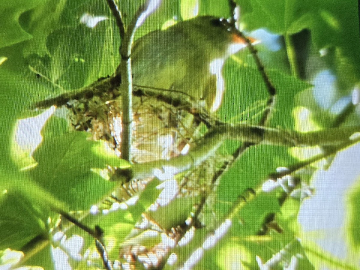 Acadian Flycatcher - ML621765762