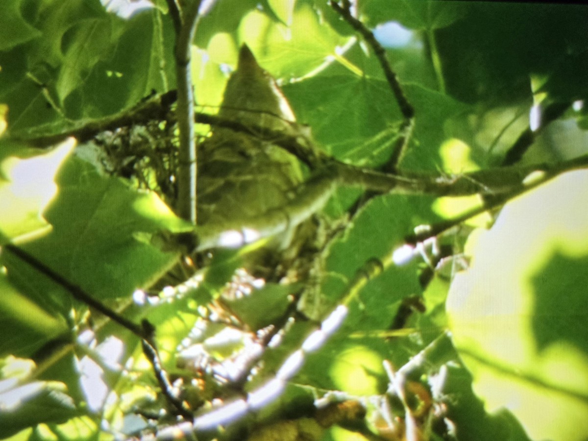 Acadian Flycatcher - ML621765763