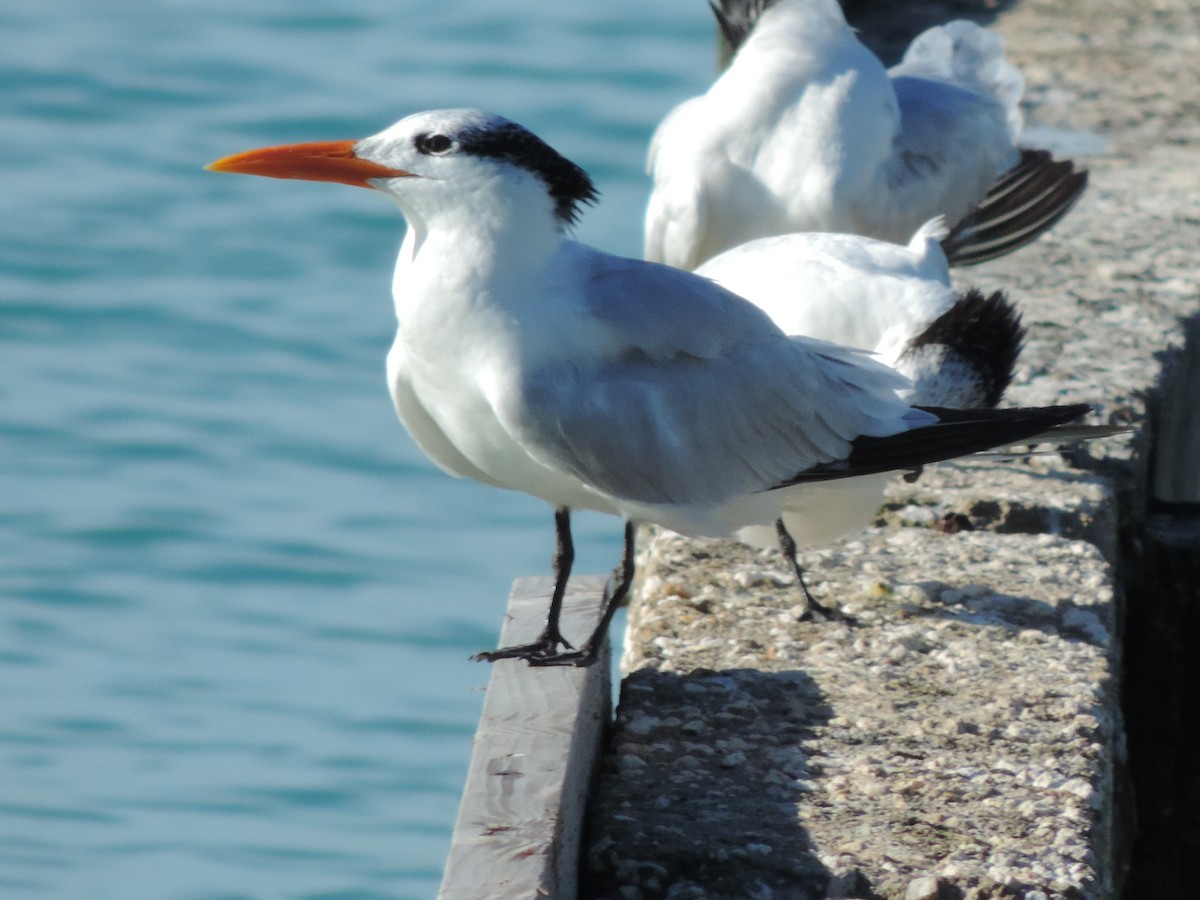 Royal Tern - ML621765765