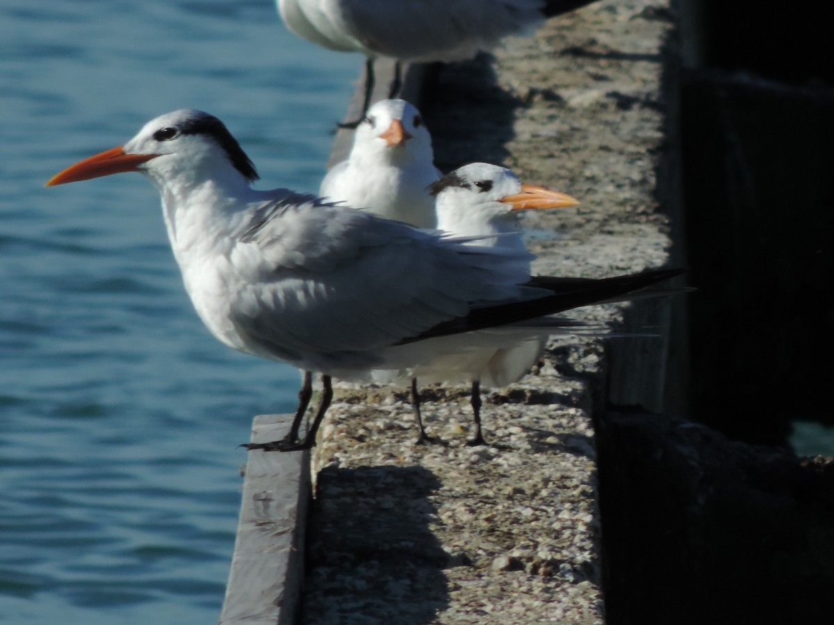 Royal Tern - ML621765766