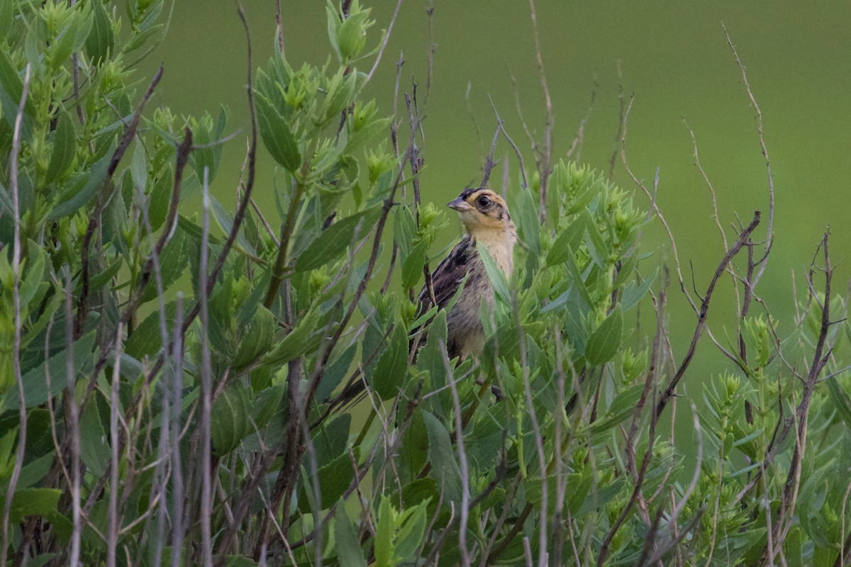 Saltmarsh Sparrow - ML621765866