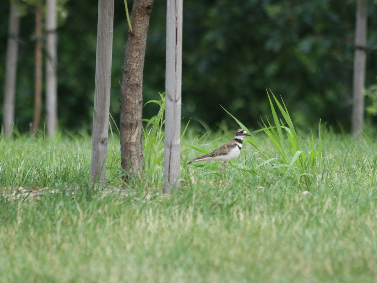 Killdeer - ML621765876