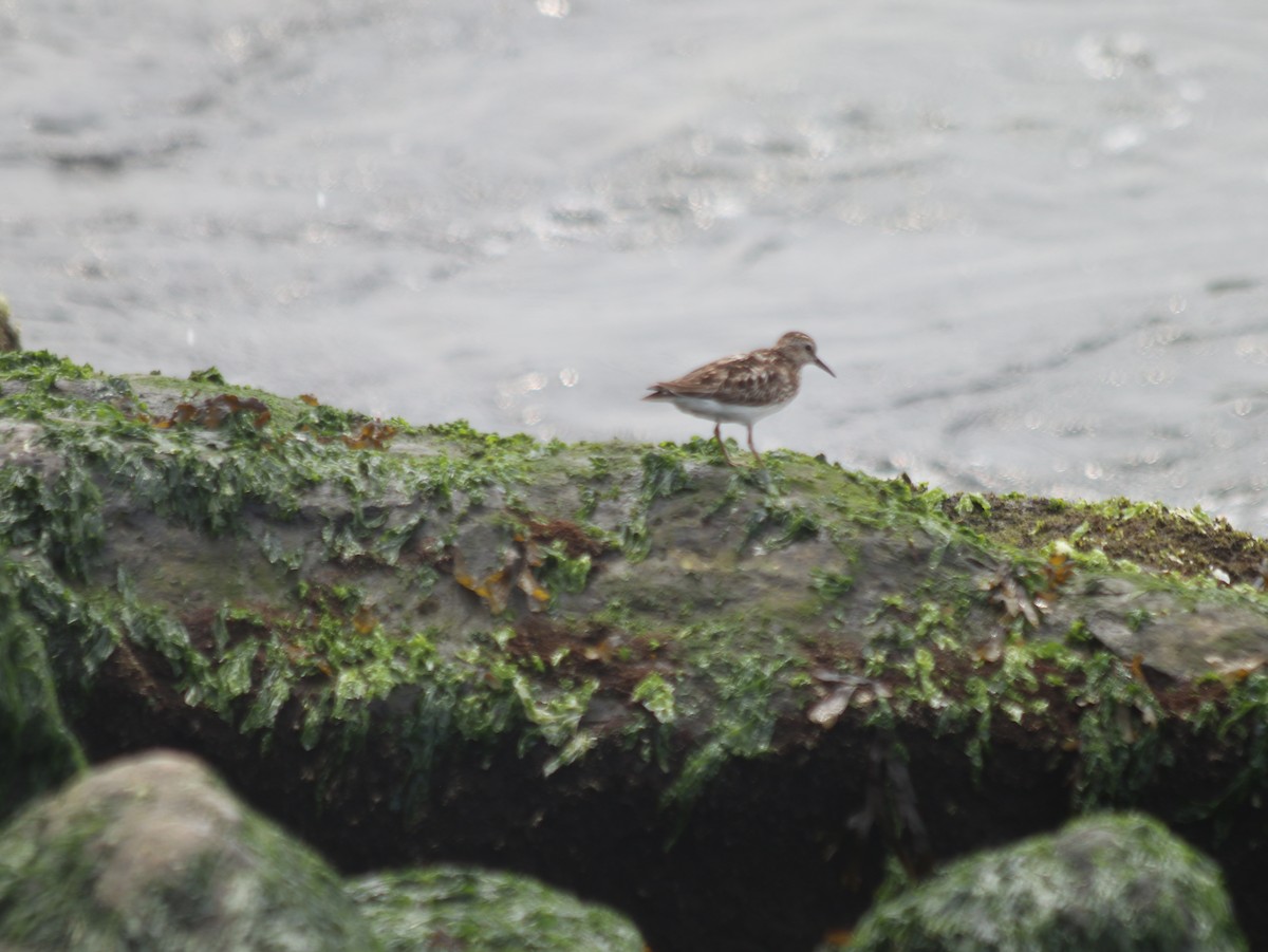 Least Sandpiper - ML621765893