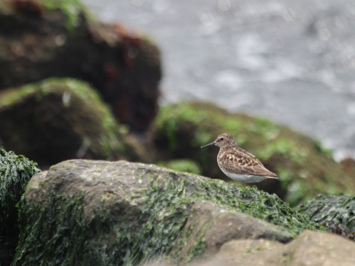 Least Sandpiper - ML621765902