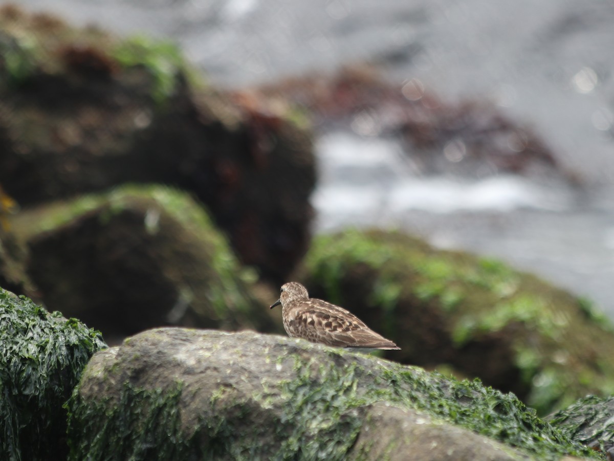 Least Sandpiper - ML621765921